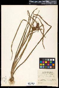 Sparganium glomeratum image
