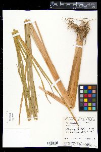 Typha domingensis image