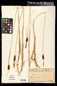 Typha minima image