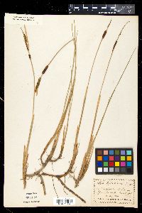 Media resource of Typha minima