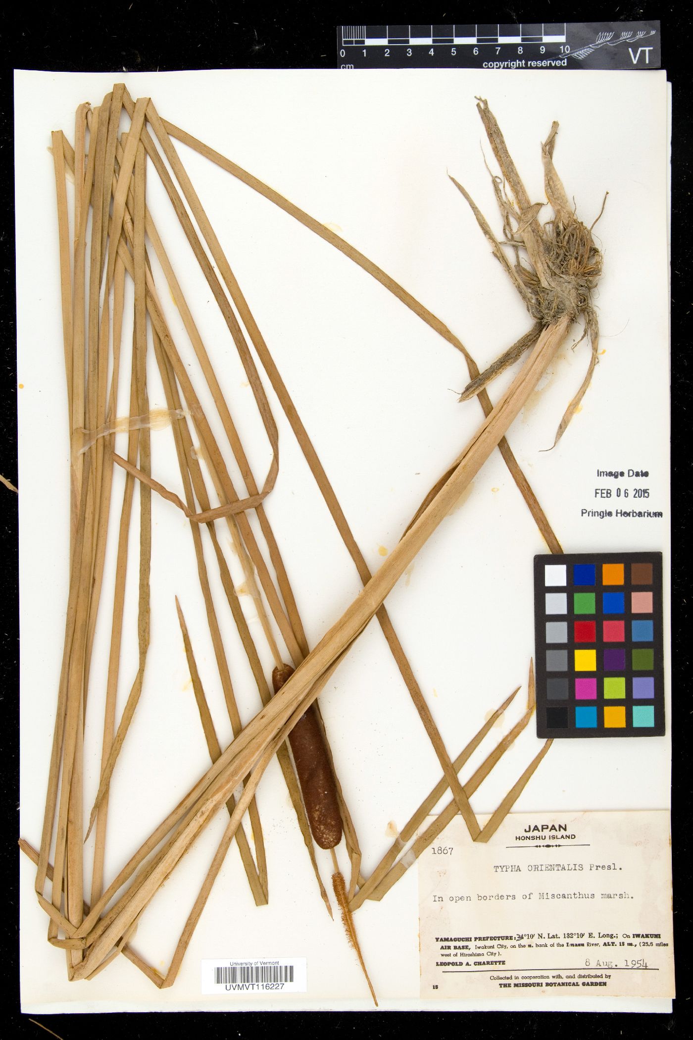 Typha orientalis image