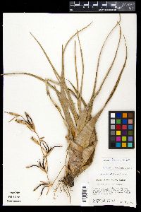 Tillandsia flexuosa image