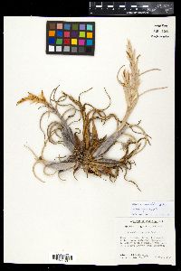 Tillandsia paucifolia image