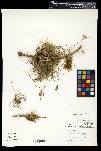 Tillandsia recurvata image