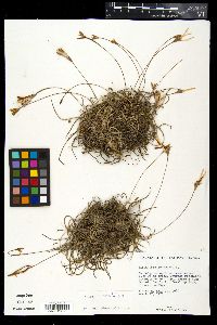 Tillandsia recurvata image