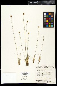 Xyris difformis var. difformis image