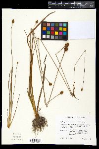Xyris jupicai image