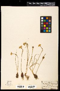 Narcissus flavus image