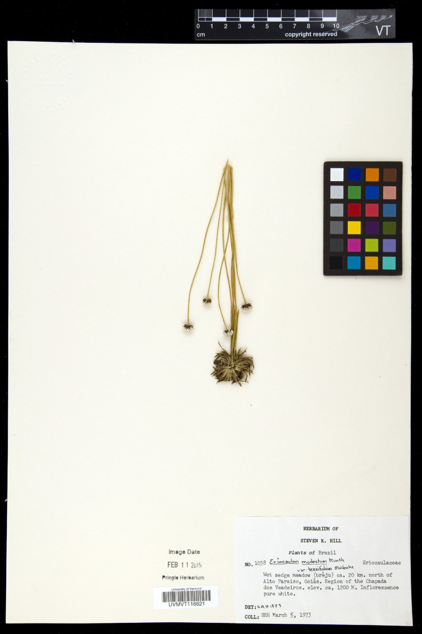 Eriocaulon modestum image
