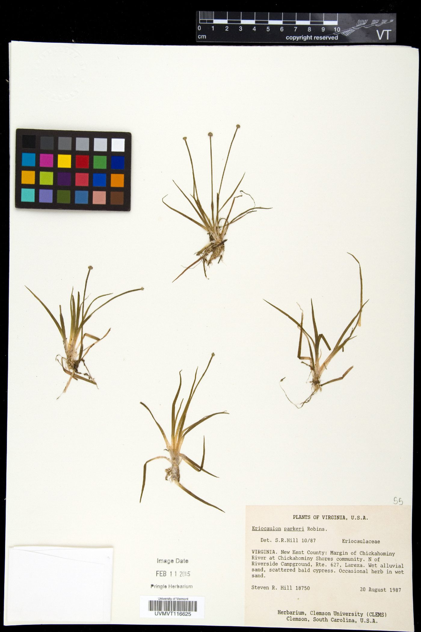 Eriocaulon parkeri image