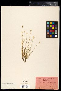 Eriocaulon miquelianum image