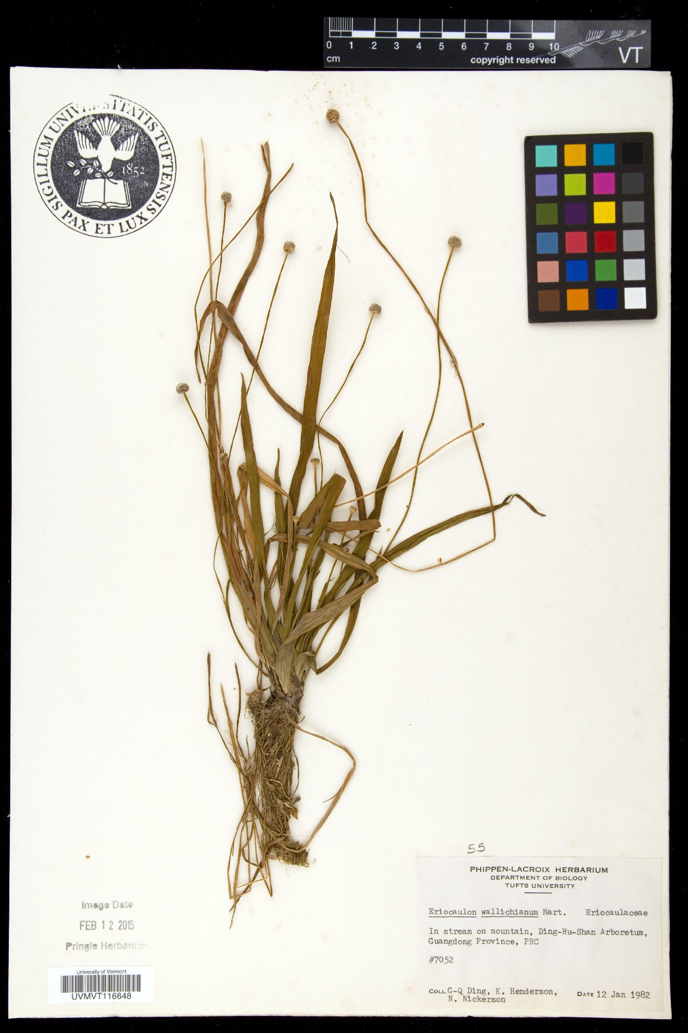 Eriocaulon sexangulare image