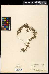 Tonina fluviatilis image