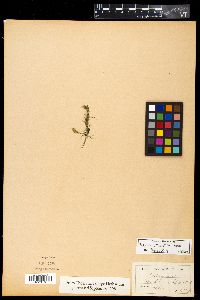 Mayaca fluviatilis image