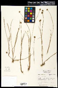 Juncus acutus image