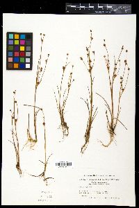 Juncus alpinoarticulatus subsp. nodulosus image