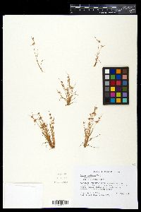 Juncus capitatus image
