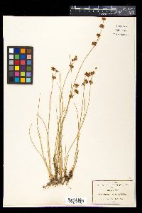 Juncus ebracteatus image