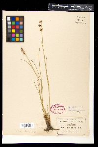 Juncus ebracteatus image