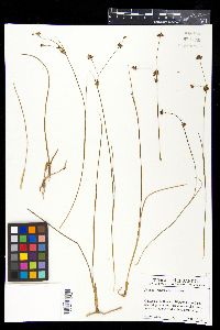 Juncus ebracteatus image