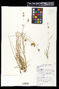 Juncus filipendulus image