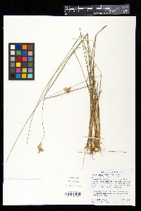 Juncus greenei image