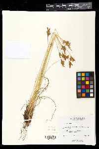 Juncus vaseyi image