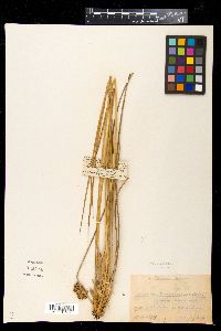 Juncus conglomeratus image
