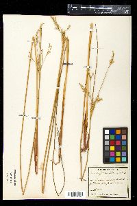 Juncus maritimus image