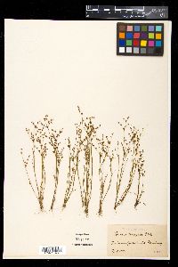 Juncus tenageia image