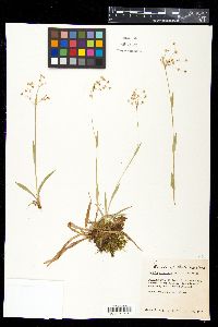 Luzula acuminata image