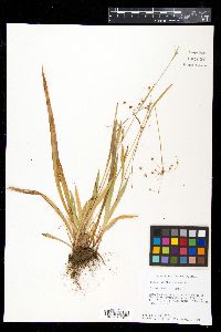 Luzula acuminata image
