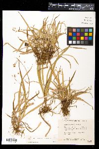 Luzula saltuensis image