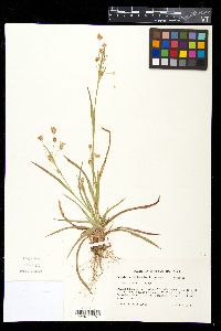 Luzula echinata image