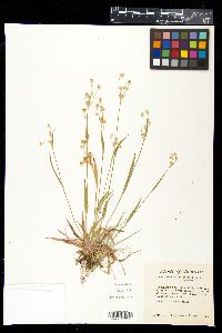 Luzula multiflora image