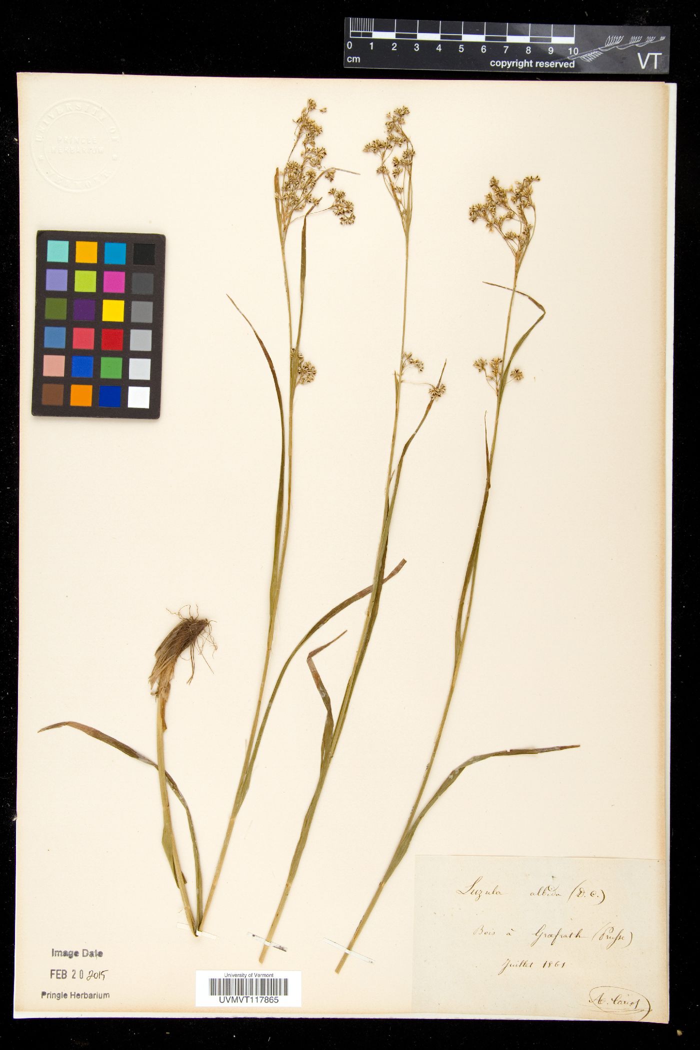 Luzula luzuloides image
