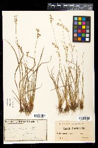 Luzula forsteri image