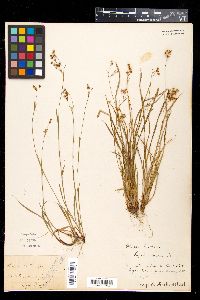 Luzula forsteri image