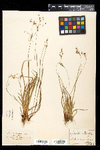 Luzula forsteri image