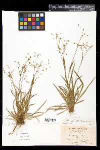 Luzula rufescens image