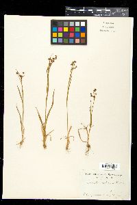 Luzula rufescens image