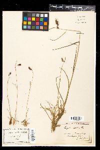 Luzula spicata image