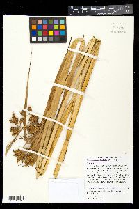 Bolboschoenus fluviatilis image