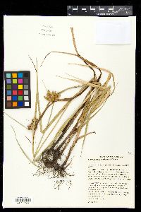 Bolboschoenus maritimus image