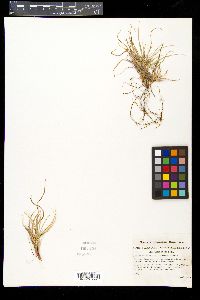 Carex abdita image