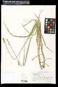 Carex aggregata image