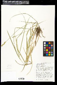 Carex aggregata image