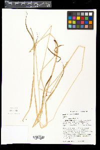 Carex aggregata image