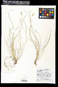 Carex albicans var. albicans image