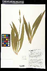 Carex albursina image